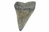 Fossil Broad-Toothed Mako Tooth - South Carolina #214543-1